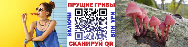 Купить  Сокол  Галлюциногенные грибы MAGIC MUSHROOMS 
